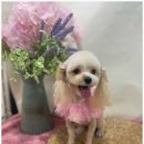 강아지분양 애견입양 아이러브독 인천점 이미지