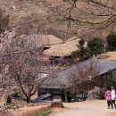[모객중] 청풍호의 아름다운 봄날! 청풍호 벚꽃축제 + 정방사 가는길... 이미지