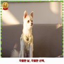 계산3동 | 계산3동 애견카페 멍스프랜드 가격 및 후기 추천 리뷰 주차 예약 알아봐요