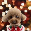 굿데이몽 이미지