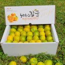 가온농장2 | [공지] 추석맞이 하우스귤,여름황금향 준비했습니다