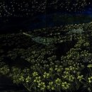 별빛밭