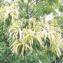 밤나무골 이미지