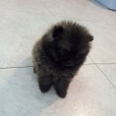 이쁜포리 이미지