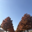 아이-정원 | 순천만국가정원 가을 산책 아이와 방문후기