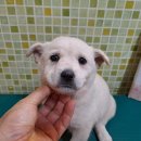 배방읍 호서로 이미지