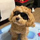 지예상사
