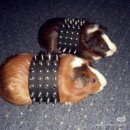 코코이찌방야 시청대한상공회의소점 이미지