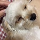 와우펫마트 | &lt;제주살이1&gt; 제주, 우리 가족을 받아주겄니..?
