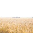 제26회 순천만 갈대축제(가을) 이미지