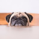 24아프리카동물메디컬센터 이미지