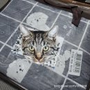 원메디칼 | 한일메디칼 HanilMedical 탄소열선 고급전기요 비숑 HL-203S(22) 내돈내산 후기