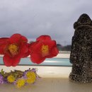 제주하도 이미지