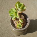 메르디안 이미지