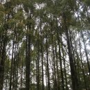 장태산휴양림 이미지