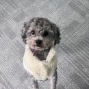 아잉독 애견카페 이미지