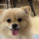 베베도그 이미지