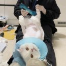션하냥 | 고양이 무마취 방문 미용 '션하냥 고양이 미용실’ 2년 연속 둥이망고 동반 미용 추천 후기 feat. 김포...