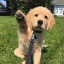 더편한동물병원 이미지