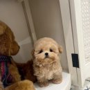 양지켄넬 이미지