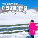 풍경목장 | 강원 대관령양떼목장 겨울 눈 풍경 여행 후기