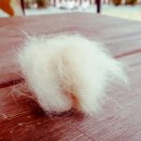 냥앤도그 이미지