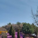 원미산 진달래꽃 축제 이미지