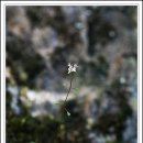 솜방망이 이미지