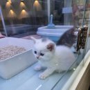 마포고양이도레미캣 이미지