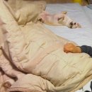 (주)더주노 이미지