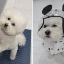 서수원동물병원 이미지