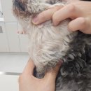 리엔동물의료센터 이미지