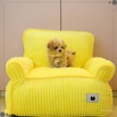 달링하이 강아지분양 창원점 | 작은 발자국이 내 마음을 채운 날, 울산강아지분양 달링하이울산 후기