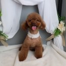 초코네 애견샵 이미지