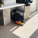 연희도그 이미지