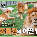 [청주동물원] 사자 바람이❤️도도의 알콩달콩 봄! 이미지