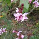 둘레길가든 이미지