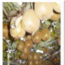 참다래집 이미지