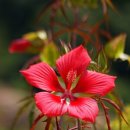 단풍잎부용꽃, 안동무궁화꽃, 팥꽃 이미지
