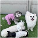 부산애견호텔 애견유치원 맘바이 서면본점 이미지