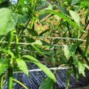 행복유치원 이미지