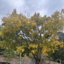 원동역 | [양산 카페] 원동역 근처 마운틴뷰 베이커리카페 가마등 내돈내산 방문후기