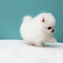 화이트폼 이미지