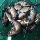 신선지낚시터 이미지