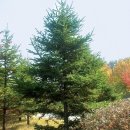 가문비나무(Picea jezoensis) 이미지