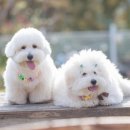 꼬똥사파이어 이미지