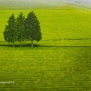 산안개 농장 이미지