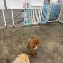 부산대형견호텔 24시 강아지유치원 목욕 대견하개 서면점 네이버블로그