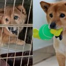 댕댕냥냥 이미지