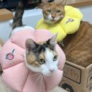 그루밍S | 고양이 넥카라 그루밍 방지 밥 물 후기